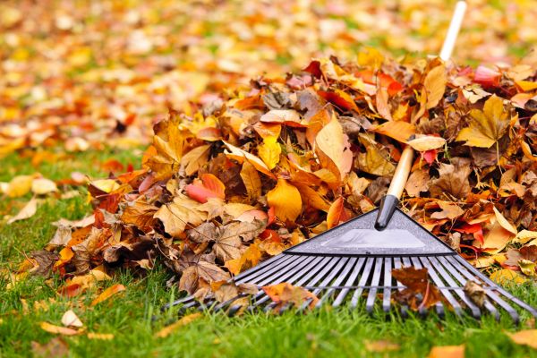 Cost of Leaves Removal in Mcallen