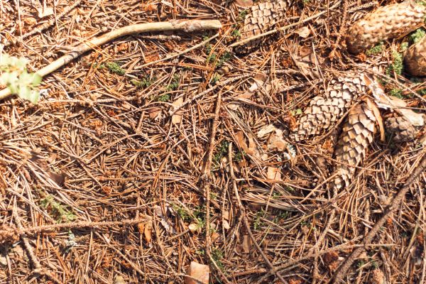 Cost of Pine Needles Removal in Mcallen