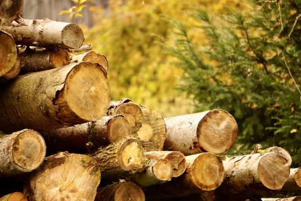 Cost of Wood Pile Removal in Mcallen