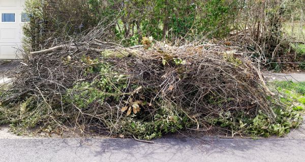 Cost of Tree Limb Cleanup in Mcallen
