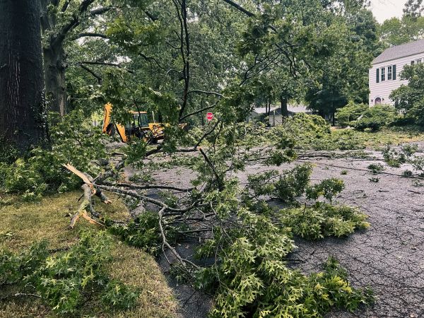Cost of Tree Branch Disposal in Mcallen