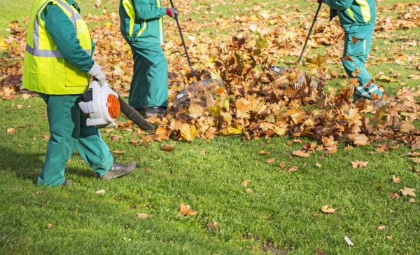 Cost of Leaf Maintenance in Mcallen