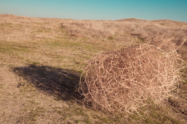 Cost of Tumbleweed Removal in Mcallen
