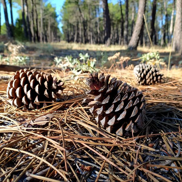 Cost of Pine Cone Removal in Mcallen