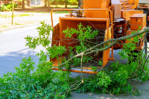 Cost of Tree Branches Removal in Mcallen
