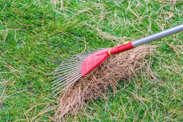 Cost of Yard Raking in Mcallen