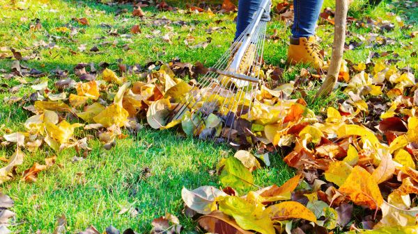 Cost of Autumn Leaf Removal in Mcallen