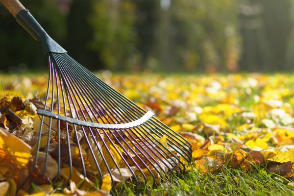 Cost of Leaf Removal in Mcallen