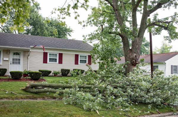 Cost of Fallen Branch Removal in Mcallen