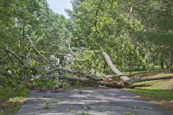 Cost of Tree Debris Removal in Mcallen